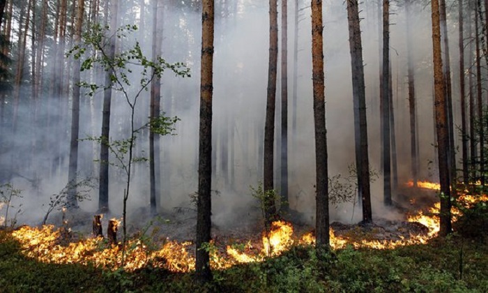 Russia significantly under-reporting wildfires, figures show